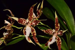 Oncidium crocidipterum