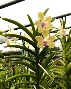 Vanda tessellata