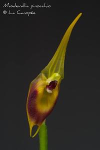 Masdevallia pinocchio