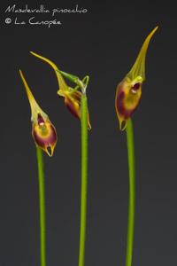 Masdevallia pinocchio