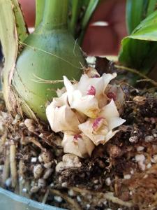 Xylobium subpulchrum