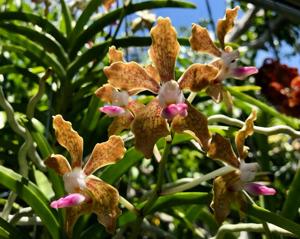 Vanda tessellata