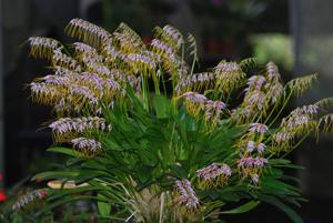 Masdevallia polysticta