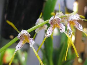 Masdevallia polysticta