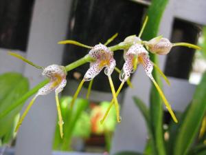 Masdevallia polysticta