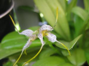 Masdevallia polysticta