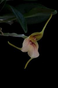 Masdevallia pteroglossa