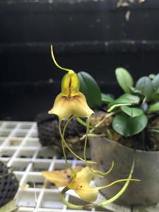 Masdevallia pteroglossa