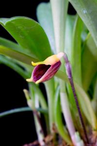 Masdevallia pyxis