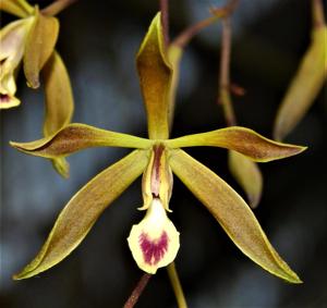 Encyclia oxypetala