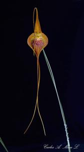 Masdevallia regina