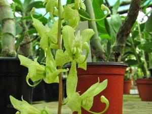 Cycnoches aureum