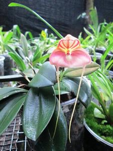 Masdevallia rhodehameliana