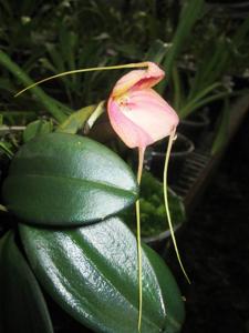 Masdevallia rhodehameliana