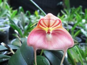 Masdevallia rhodehameliana