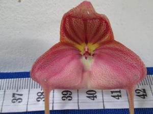 Masdevallia rhodehameliana