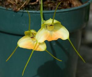 Masdevallia sanctae-inesae