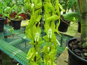 Cycnoches aureum