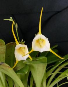 Masdevallia tonduzii