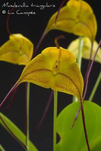 Masdevallia triangularis