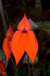 Masdevallia veitchiana