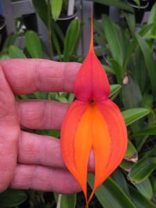 Masdevallia veitchiana