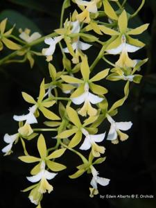 Epidendrum stamfordianum