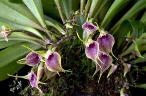 Masdevallia zahlbruckneri