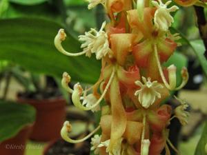 Cycnoches dianae
