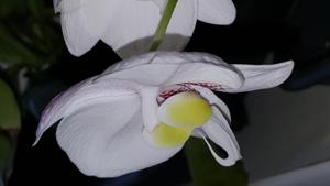 Phalaenopsis philippinensis