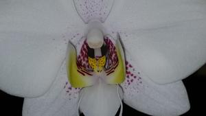 Phalaenopsis philippinensis