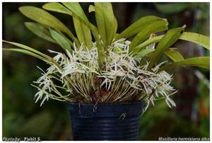 Maxillaria hennisiana