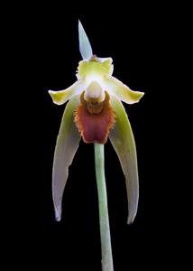 Maxillaria longipetala