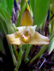 Maxillaria molitor