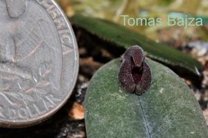 Dresslerella hispida