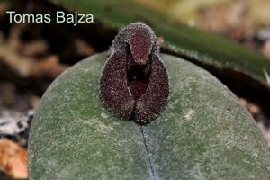 Dresslerella hispida