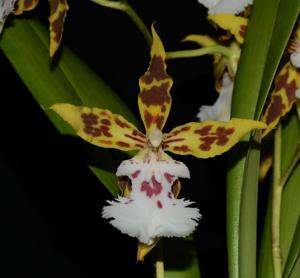 Oncidium constrictum