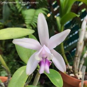 Cattleya intermedia