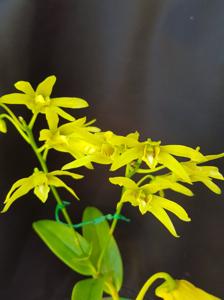 Dendrobium tokai