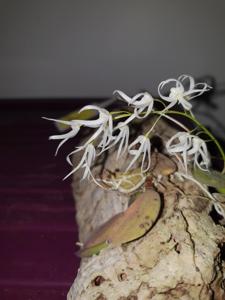 Dendrobium linguiforme