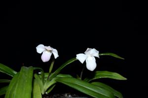 Phragmipedium andreettae