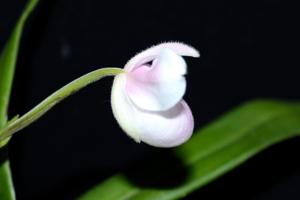 Phragmipedium andreettae