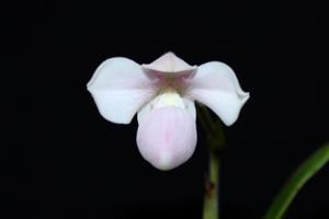 Phragmipedium andreettae