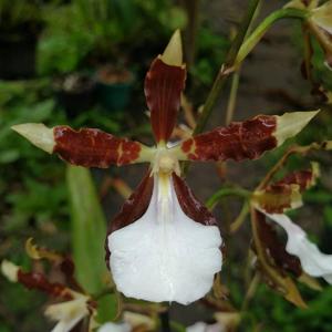 Miltonia cuneata