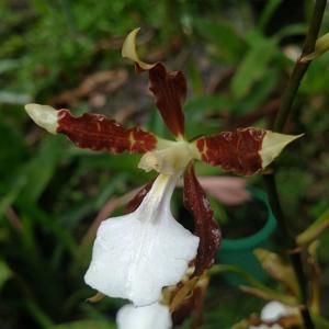 Miltonia cuneata