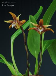 Maxillaria striata