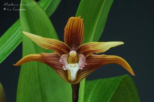 Maxillaria striata