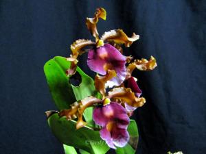 Oncidium fuscatum