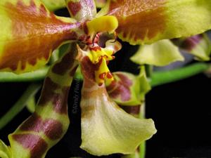 Rossioglossum schlieperianum