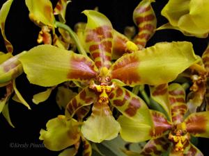 Rossioglossum schlieperianum